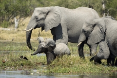 Dumbo