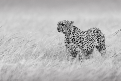 Cheetah