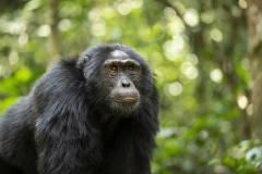 Chimp portrait