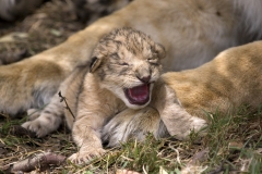 Roar
