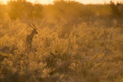 Impala sunset