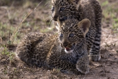 Leopard cubs
