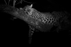 Leopard at night