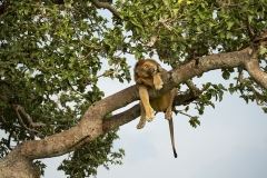 Lion up a tree
