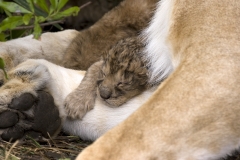 Sweet dreams