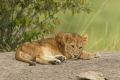 Sleepy Cub