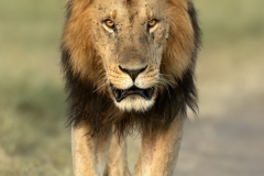 The Look