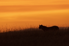 Lioness silhouette