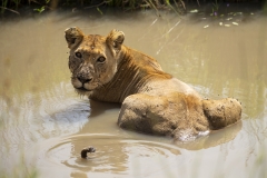Lioness bathing