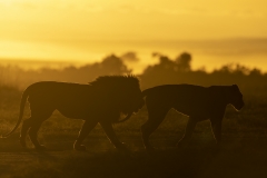 Lions at sunrise