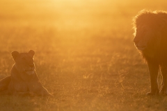 Lions back-lit