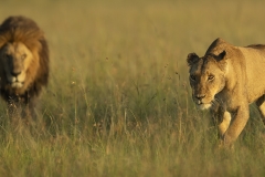 Lions on the prowl