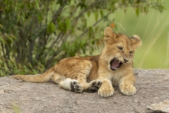 Little roar