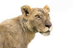 Lioness