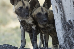 Wild dog pups