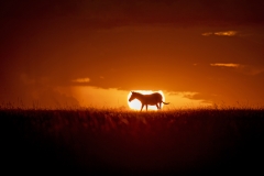 Zebra sunset