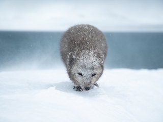 Arctic Fox