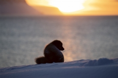 Arctic fox at sunset