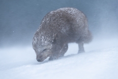 Determination