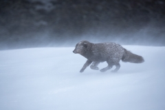 Run