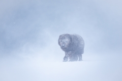 Arctic fox in a storm