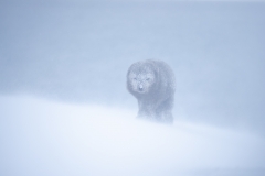 Blizzard
