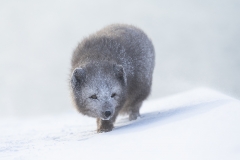 Arctic fox