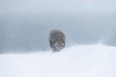 Arctic fox in blizzard