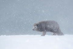 Fox in storm