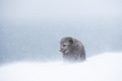 Fox in storm