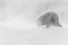 Fox in a storm
