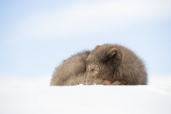 Fox resting