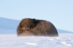 Fox resting