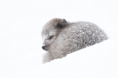 Fox sleeping