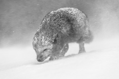 Determination