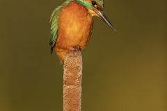 Kingfisher at sunrise