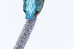 Kingfisher on ice