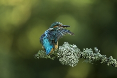Kingfisher preening
