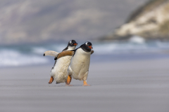 The Chase