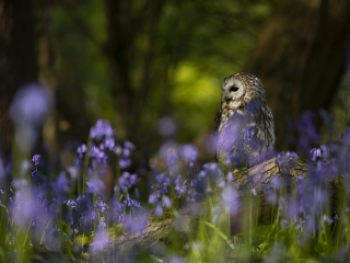 Birds of Prey