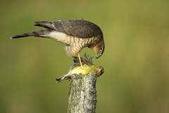 Sparrowhawk