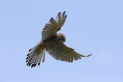 Hover