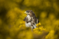 Buzzard in gorse