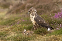 Common Buzzard with prey