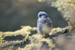 Kestrel