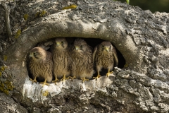 Nest site