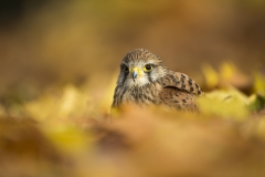 Kestrel in Autumn leaves