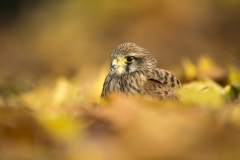 Autumn leaves