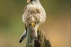 Prey