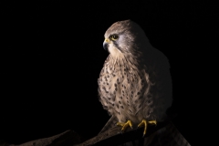 Kestrel portrait
